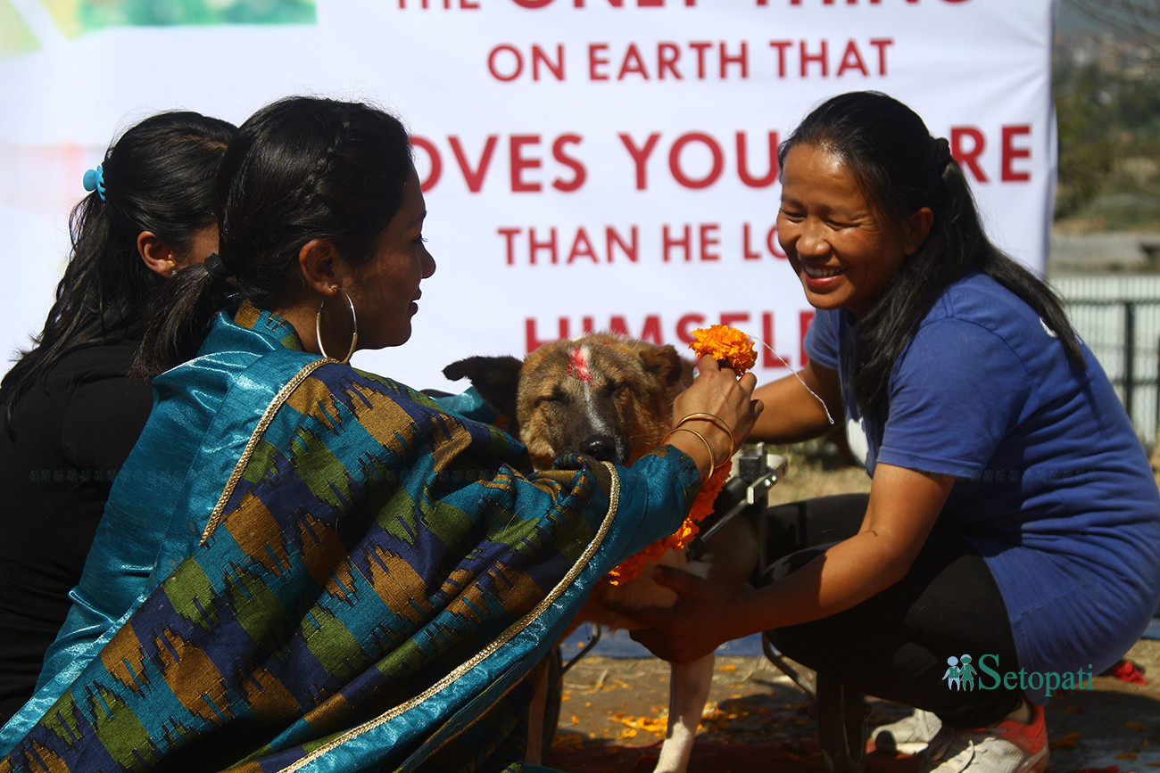https://raracms.setopati.com/uploads/shares/2019/01/sujita/Kukur tihar  (1).jpg
